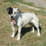 1383-10_canile-muratella_1