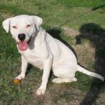 1388-10-canile-muratella_1