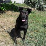 1498-10_canile-comunale_1