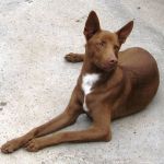 1502-10_canile_muratella_1
