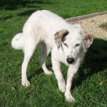 1503-10_canile-mutarella_1