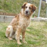 168-11_canile-muratella