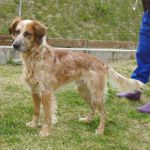 168-11_canile-muratella_1