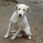 1805-10_canile-muratella