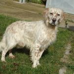 1806-10_canile-comunale
