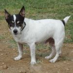 184-10_canile-muratella