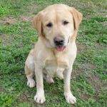 1913-10_labrador-muratella_1