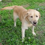 1913-10_labrador-muratella_2