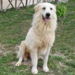 1914-10_canile-muratella