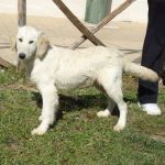 195_11_canile_muratella