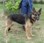 200-11_canile-muratella