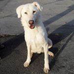 2269-07-canile-muratella