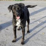 281-04_canile-muratella_2