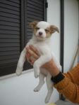 4cucciole4