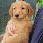 5_cuccioli-taglia-piccola_1