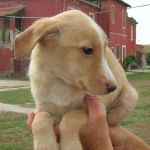 5_cuccioli-taglia-piccola_2