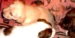 5_puppies2
