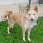 752-09_canile-muratella_2