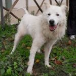 935-05_canile-muratella