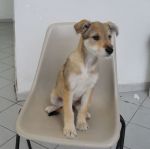 9cuccioli1