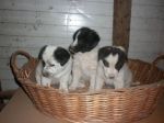 9cuccioli4