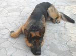 Aska-e-Francesco1