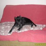 Brad_pit_4