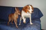 Diana_e_il_suo_compagno_Micky