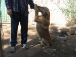 Dingo6