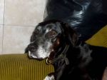 Dolly_bella