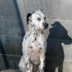 FLOBERT_1