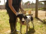 GINGO_CE6-