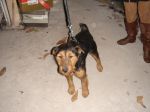 Jagd_terrier_maschio