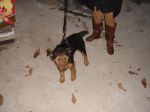 Jagd_terrier_maschio1
