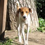 Leo_valle_dei-cuccioli_1