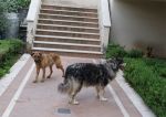 Leon_26.5.2011_n._2