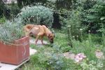 Leon_26.5.2011_n._5
