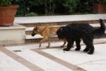 Leon_26.5.2011_n._9
