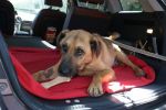 Leon_in_auto_28.5.2011_n._2