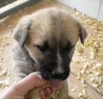 MILU