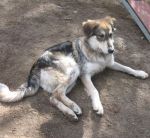 Max__valle-dei-cuccioli_1