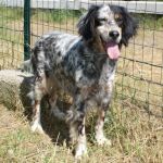Maya-setter-pura_ex-poverello_2