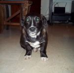 Milo_in_stallo_Irene_1