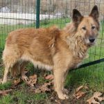 Molly_ex_poverello_1
