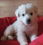NUVOLETTA_BIS_3_PER_CUCCIOLISSIMI
