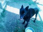 Nero_guarito2