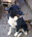 Nerone1