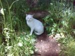 Neve_02