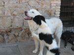 Orso6