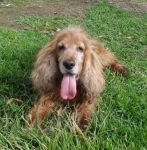 PIPPO_muratella